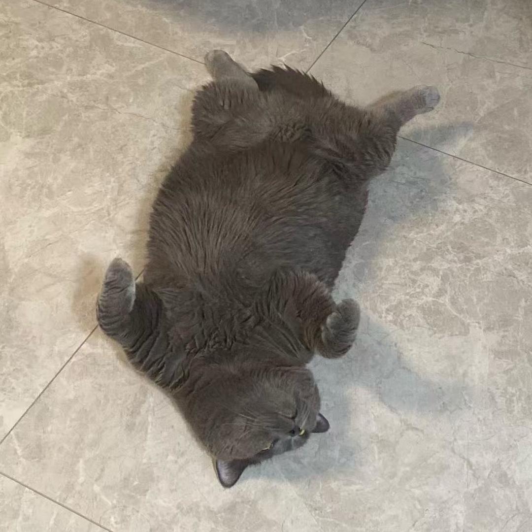 有猫腻的猫抓板店