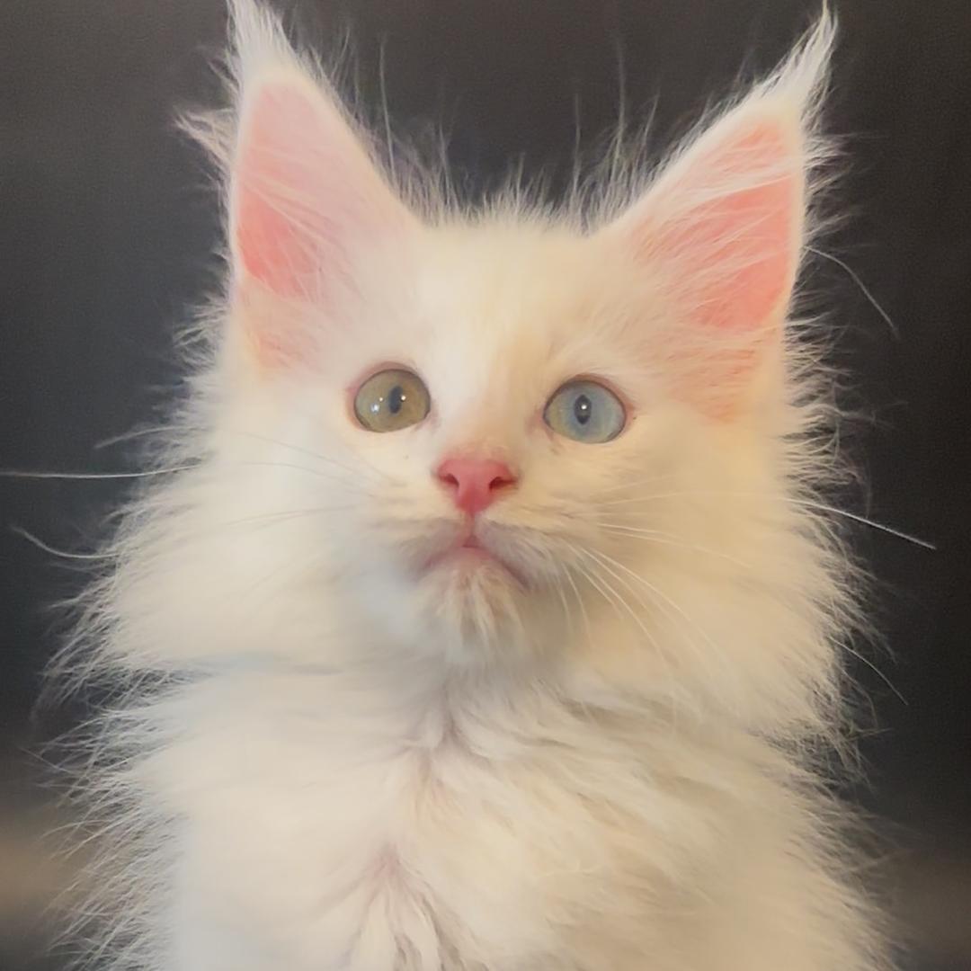 重庆佳贝缅因猫