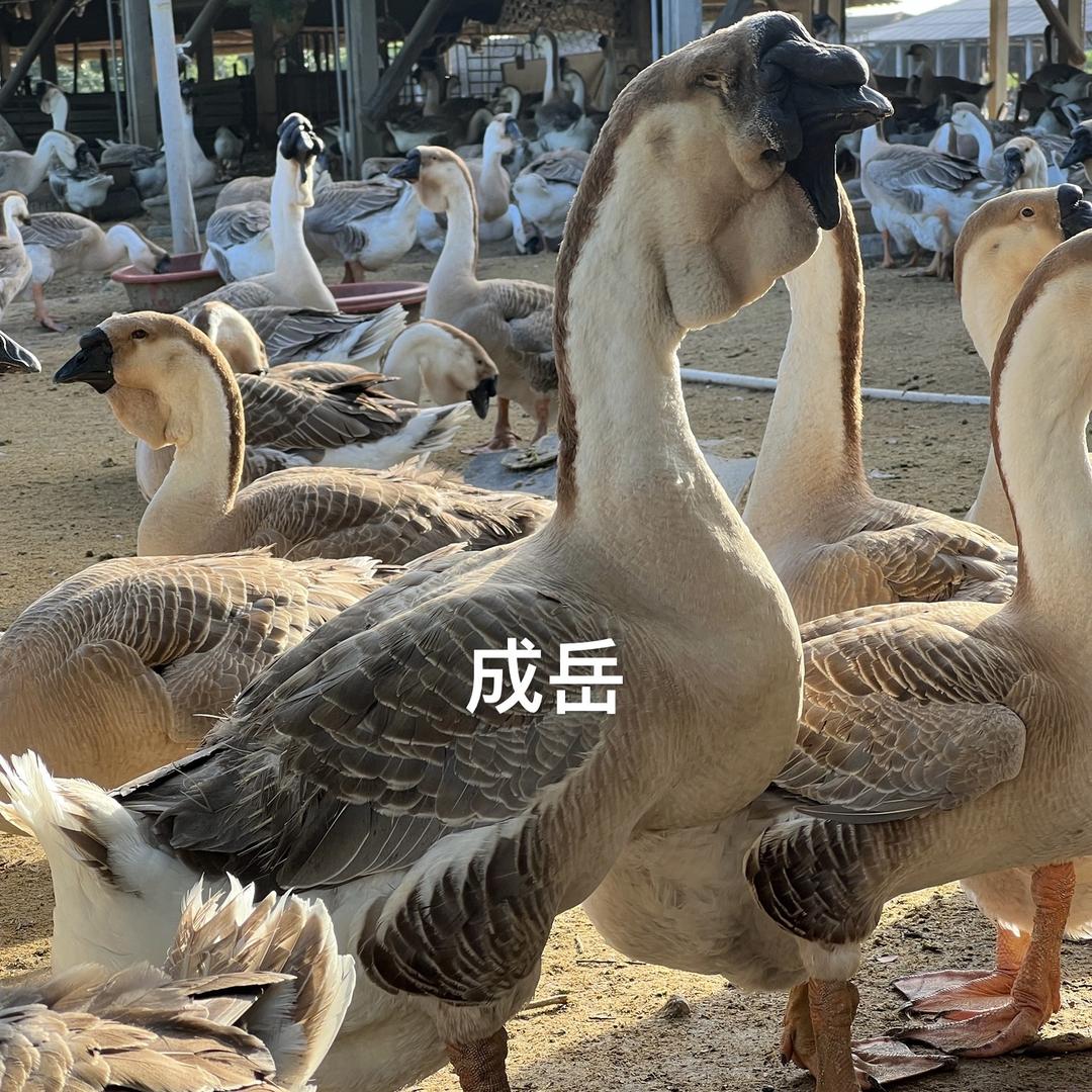 成岳狮头鹅