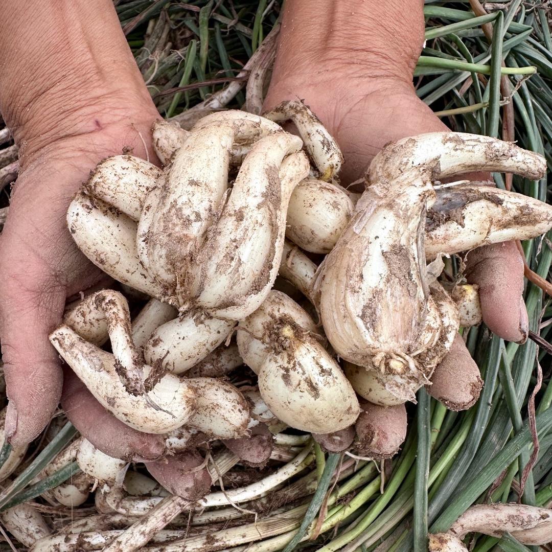 卖藠头的两姊妹