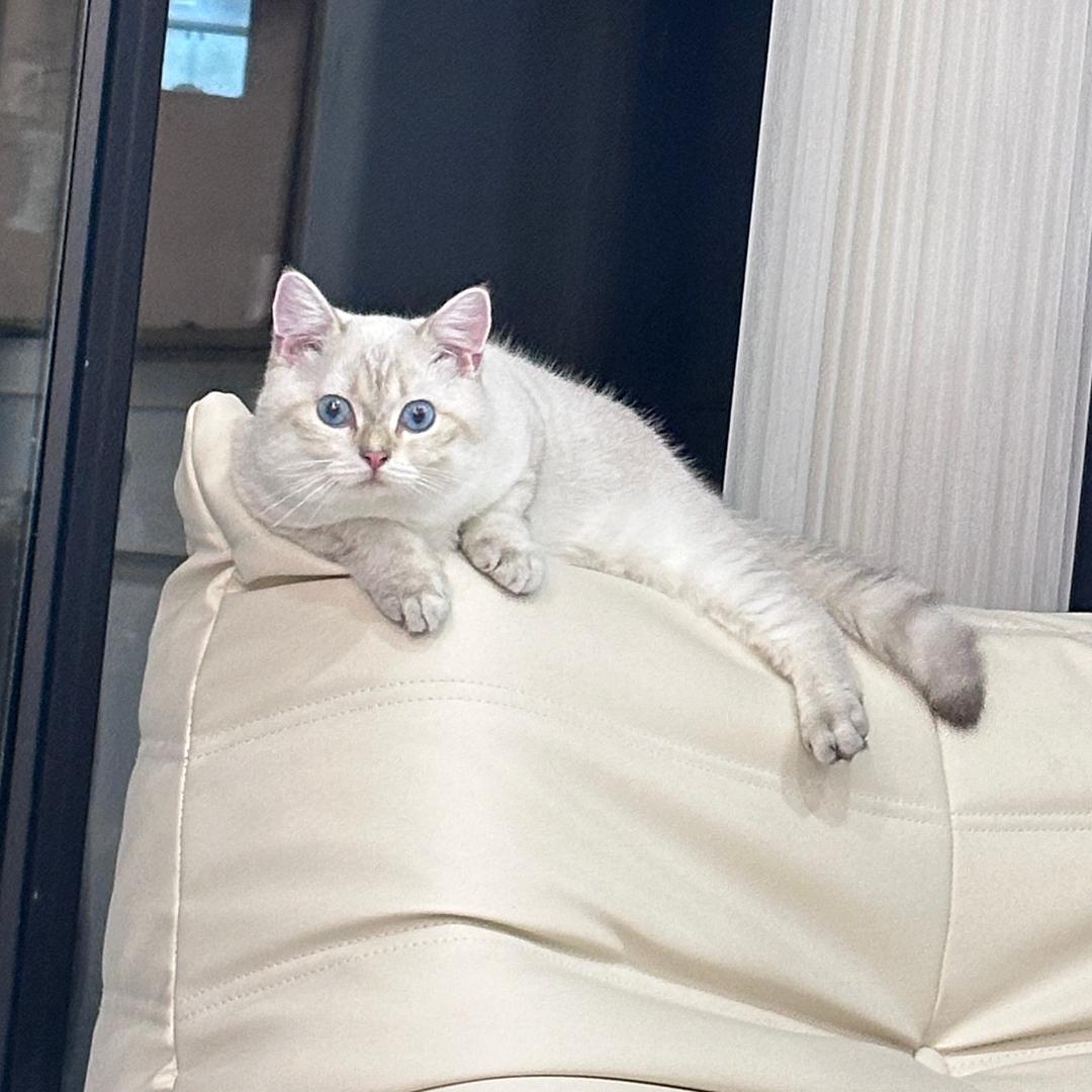 皮皮这猫有点皮🐱