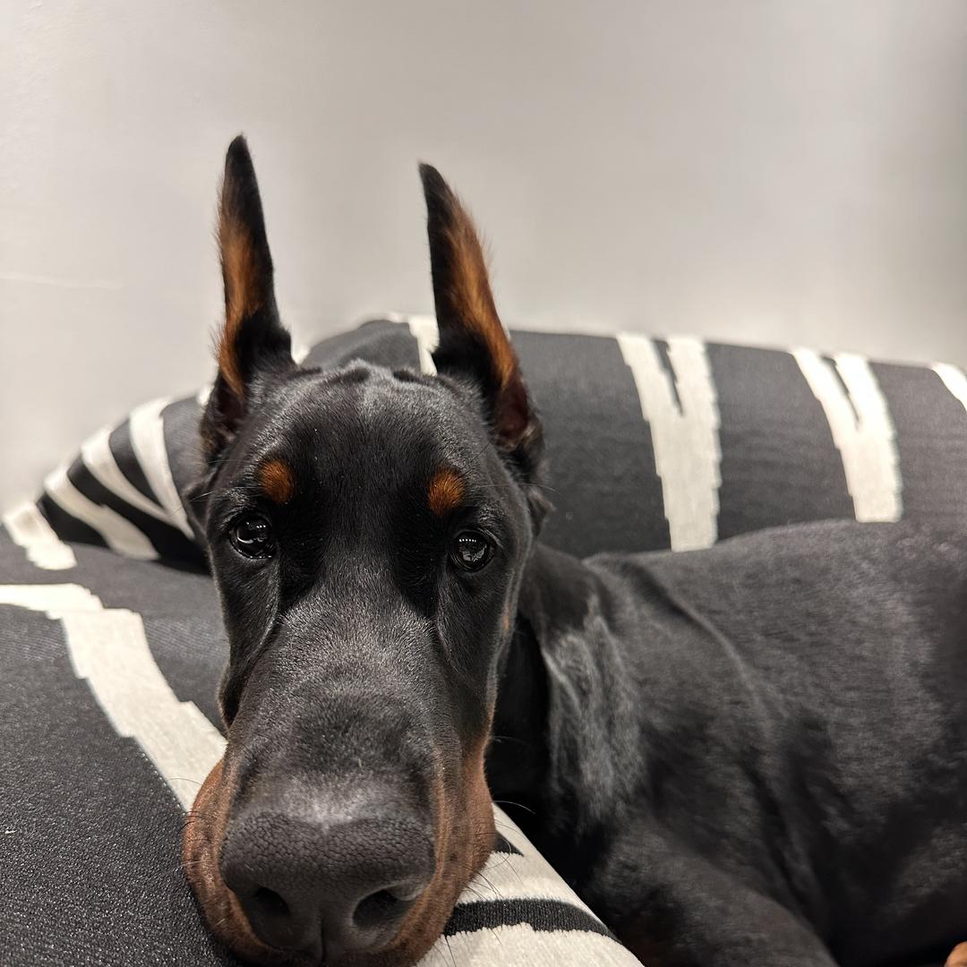 诚泽杜宾宠物用品店