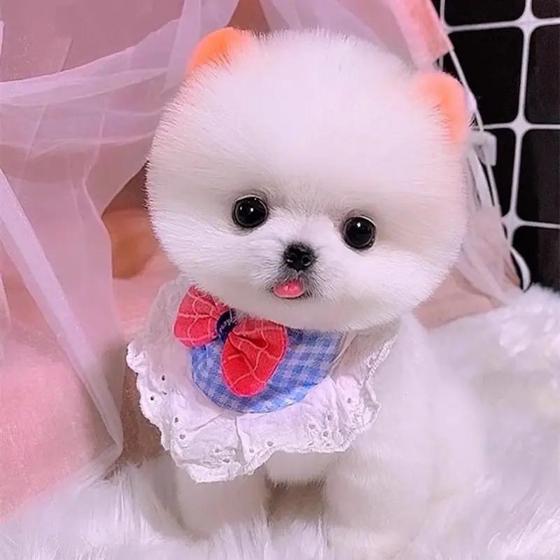 萌宠小精灵
