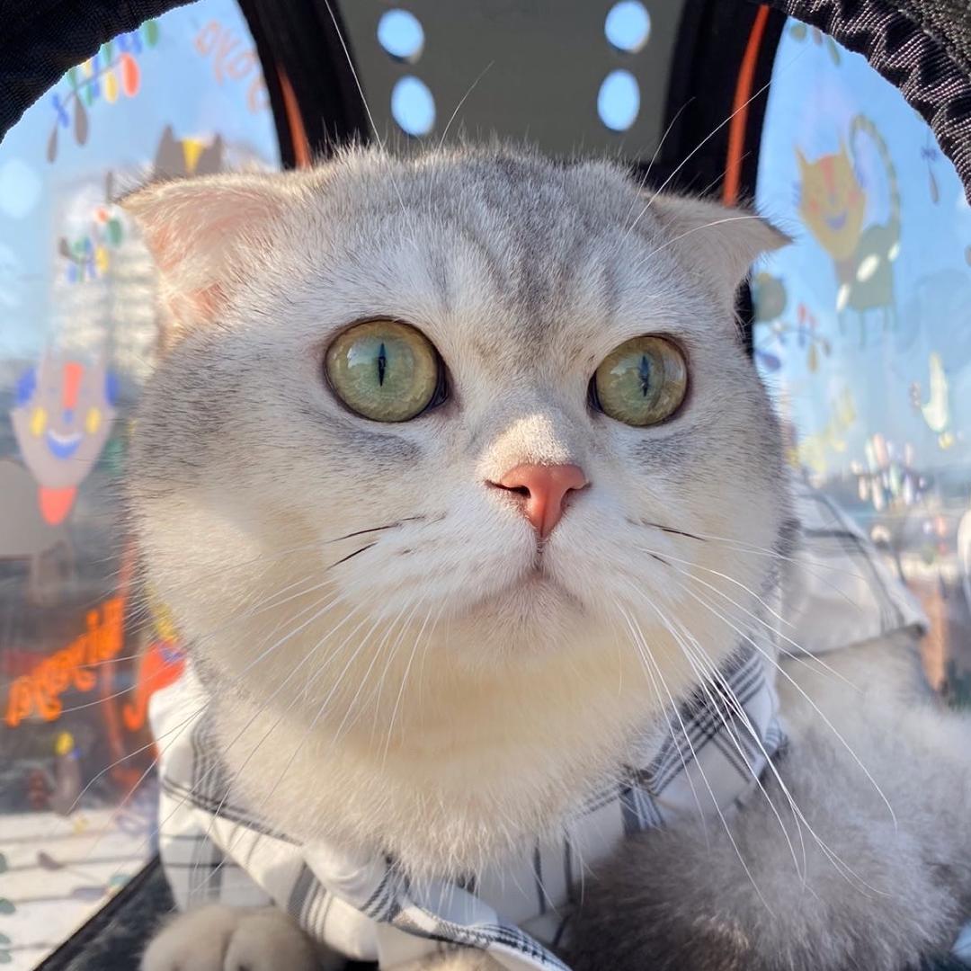 可乐可乐🐱