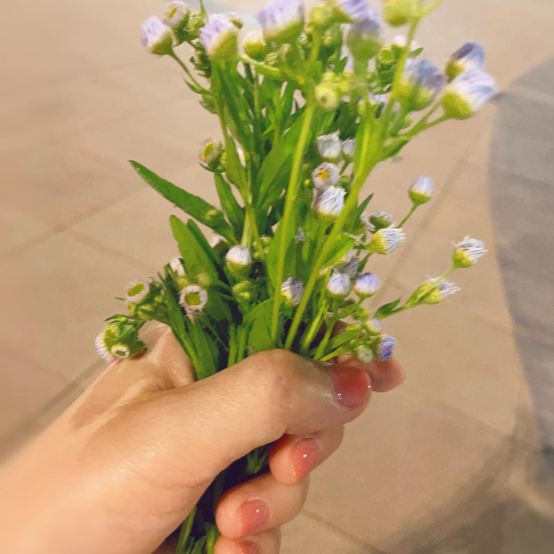 小雏菊🌼