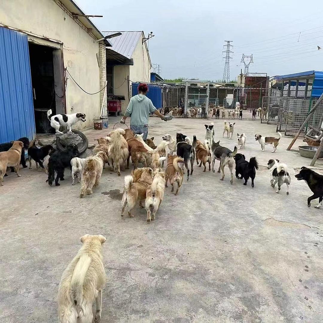 山东东营暖心小院流浪猫狗救助站