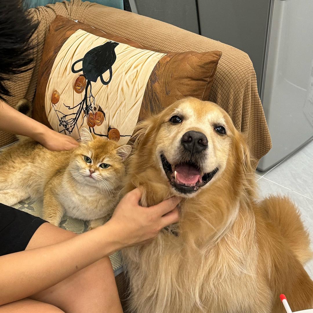软中是只小鸡毛