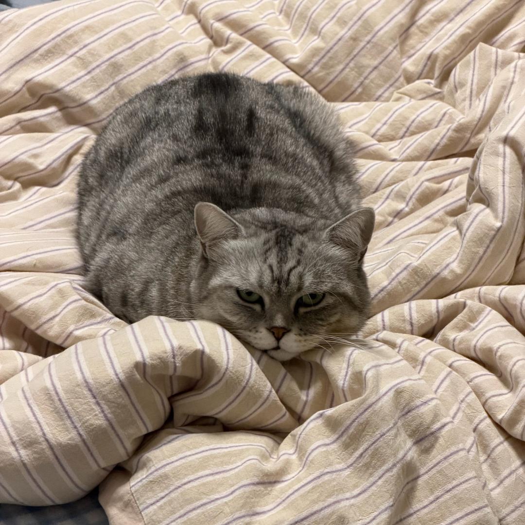 🌸老师（银色闪电）