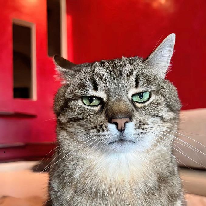 猫总裁、