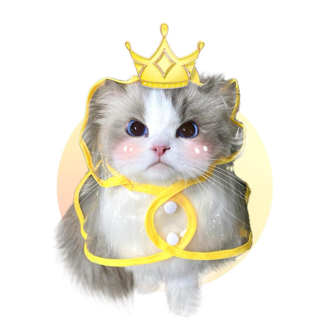 猫meme小元宝