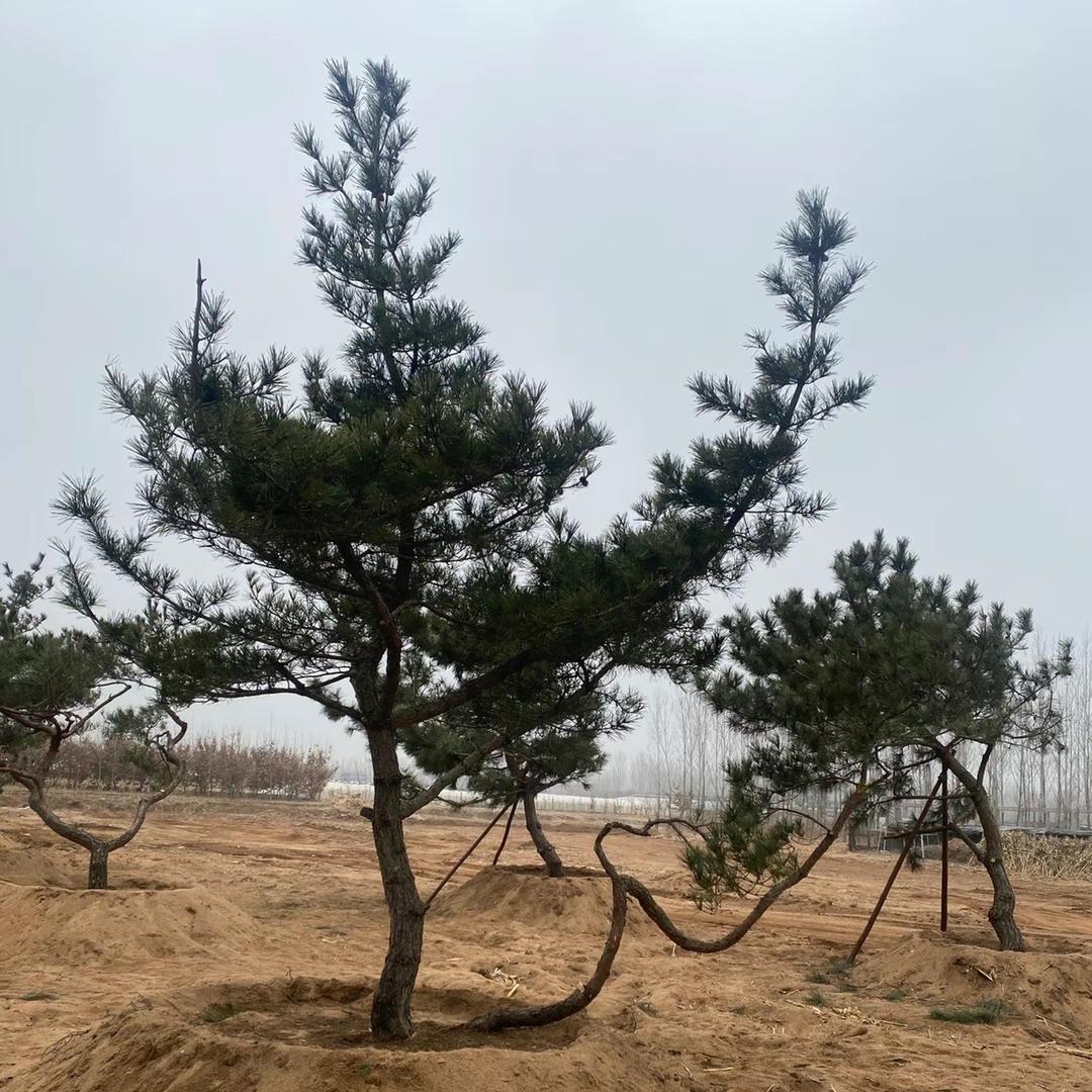 沂蒙山小叶紫薇、黑松山东青松源苗木欢迎您