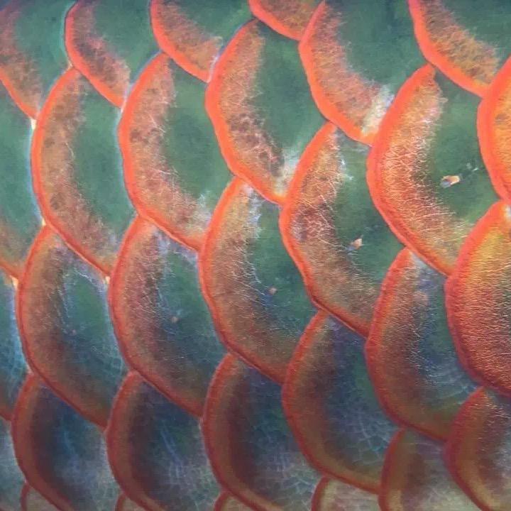 美鳞舍
