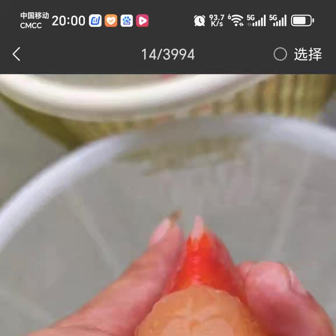 丽丽金鱼