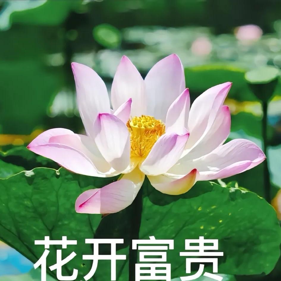 柳如烟的黑丝