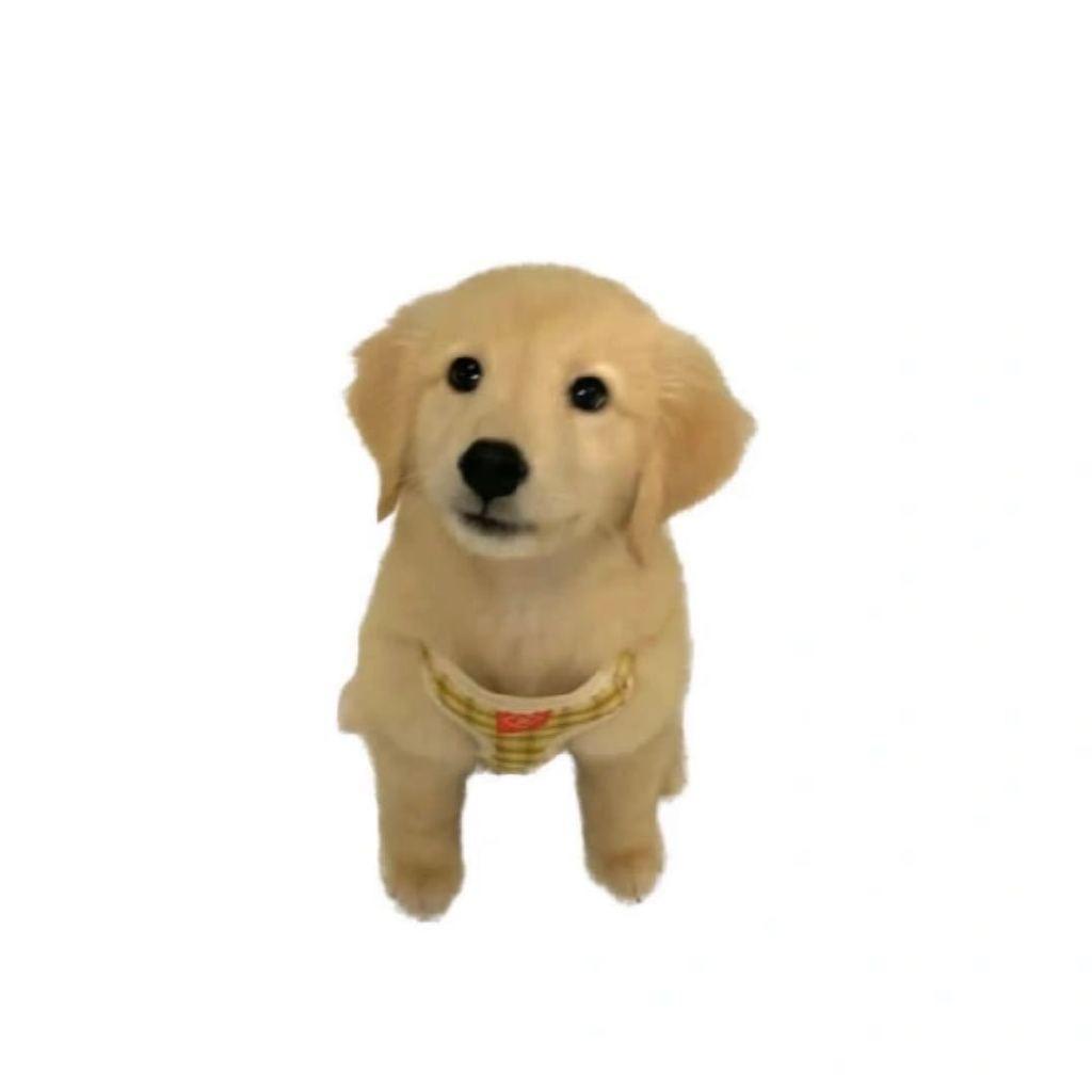 你是有饼吧