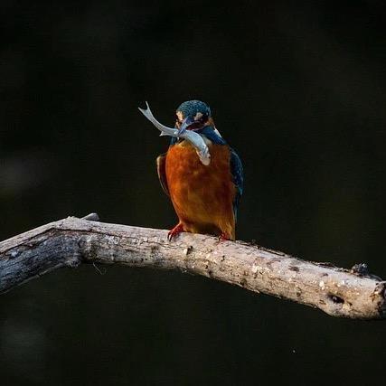 毕望【音符】🎼