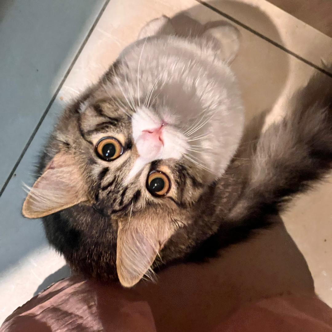 八方小猫的妈妈