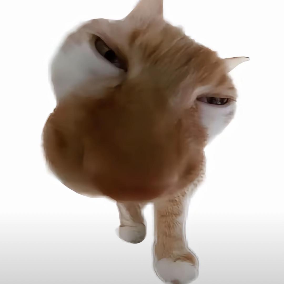 小小小猫好吃🥔