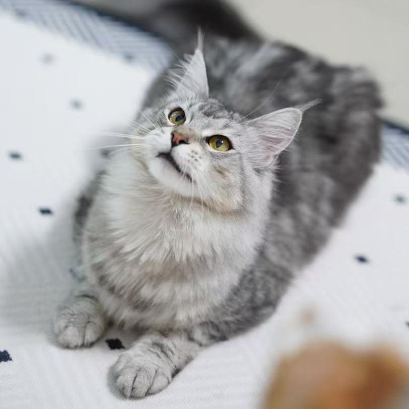 来福🐱