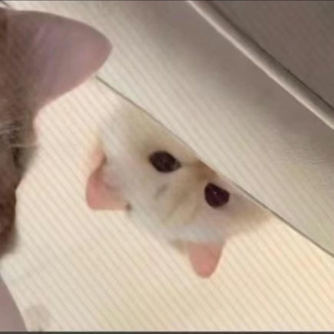 燕子不要饿肚子