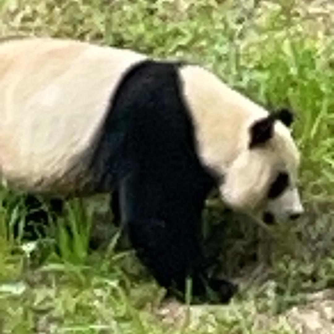锦鲤
