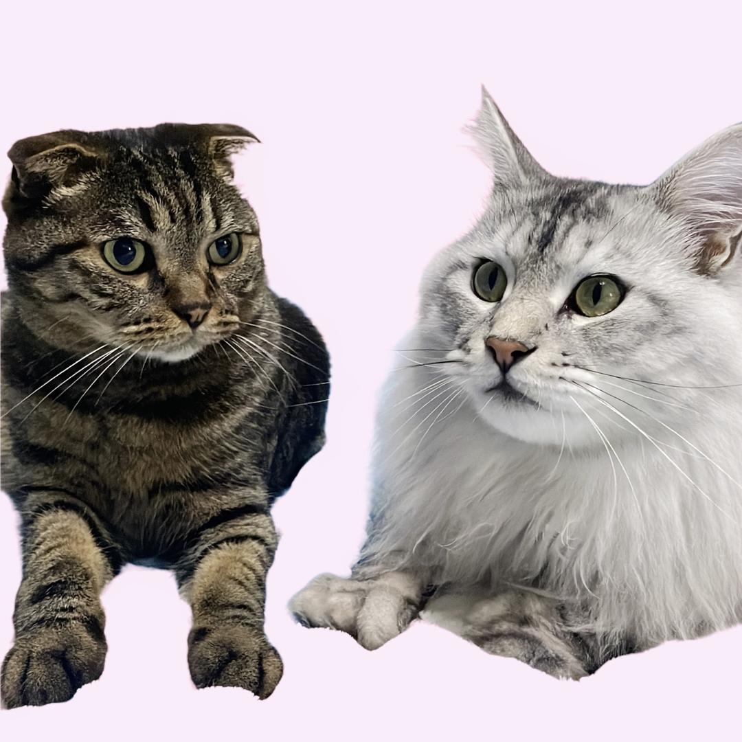 一亿的猫