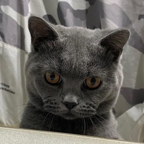 ʚ 弯弯 ɞ     🐱