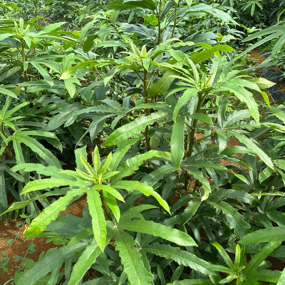 桂瑞道地中药材