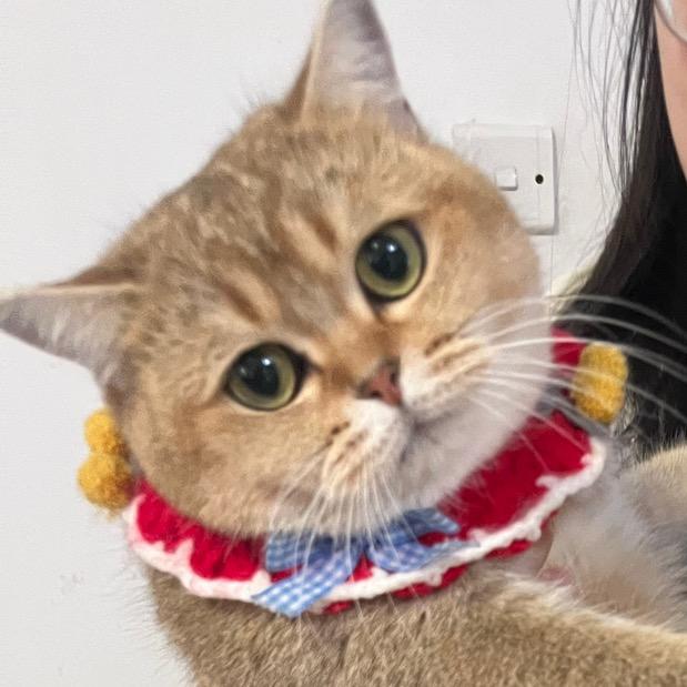 吸溜是只金渐层