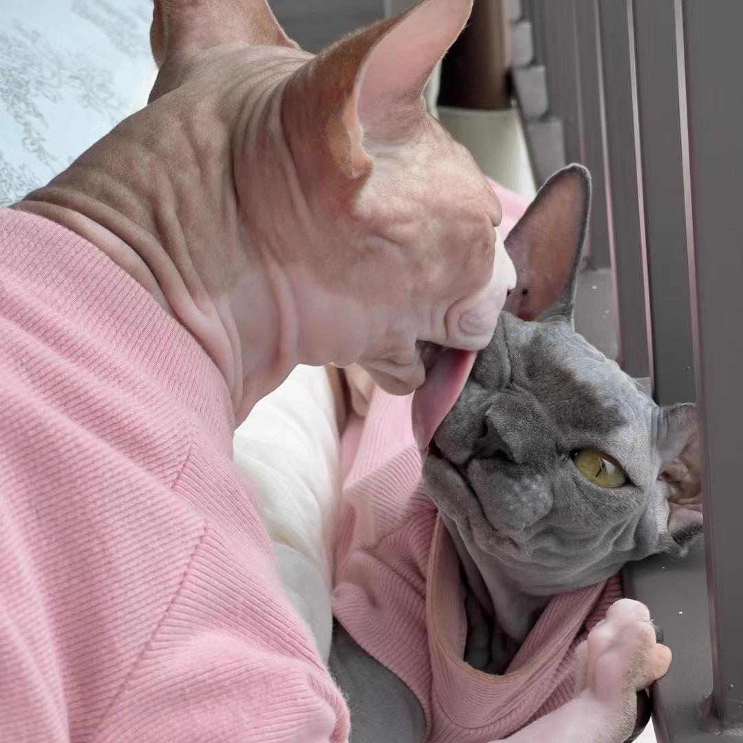 小吴和cat🐈