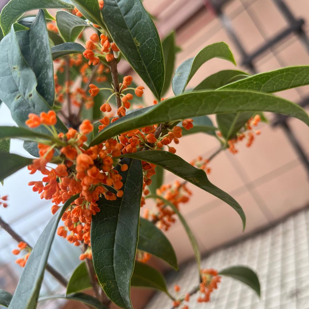旭东花卉