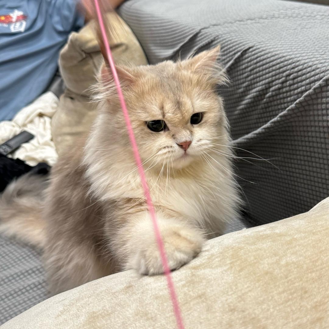 🐴（澳留饥饿版）