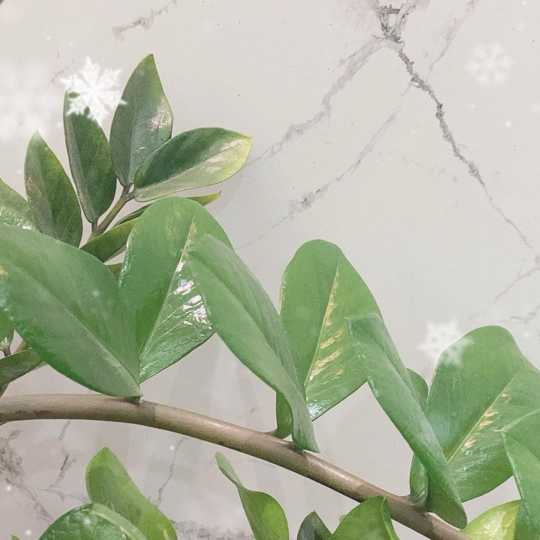 紫荆