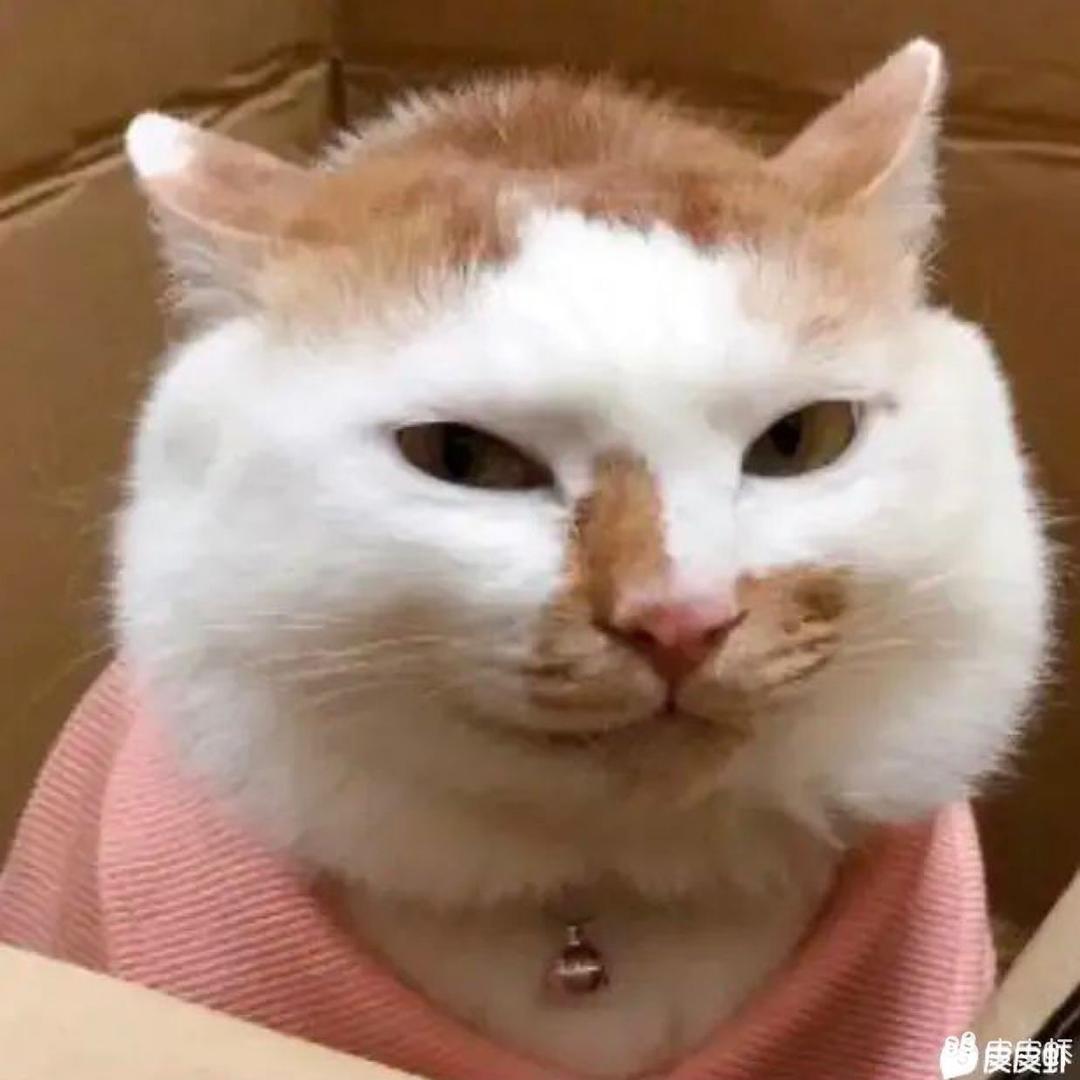 我的猫叫肥波