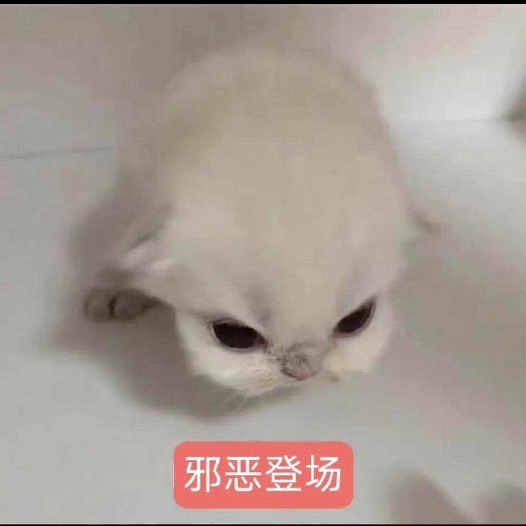 装忧郁反挨打