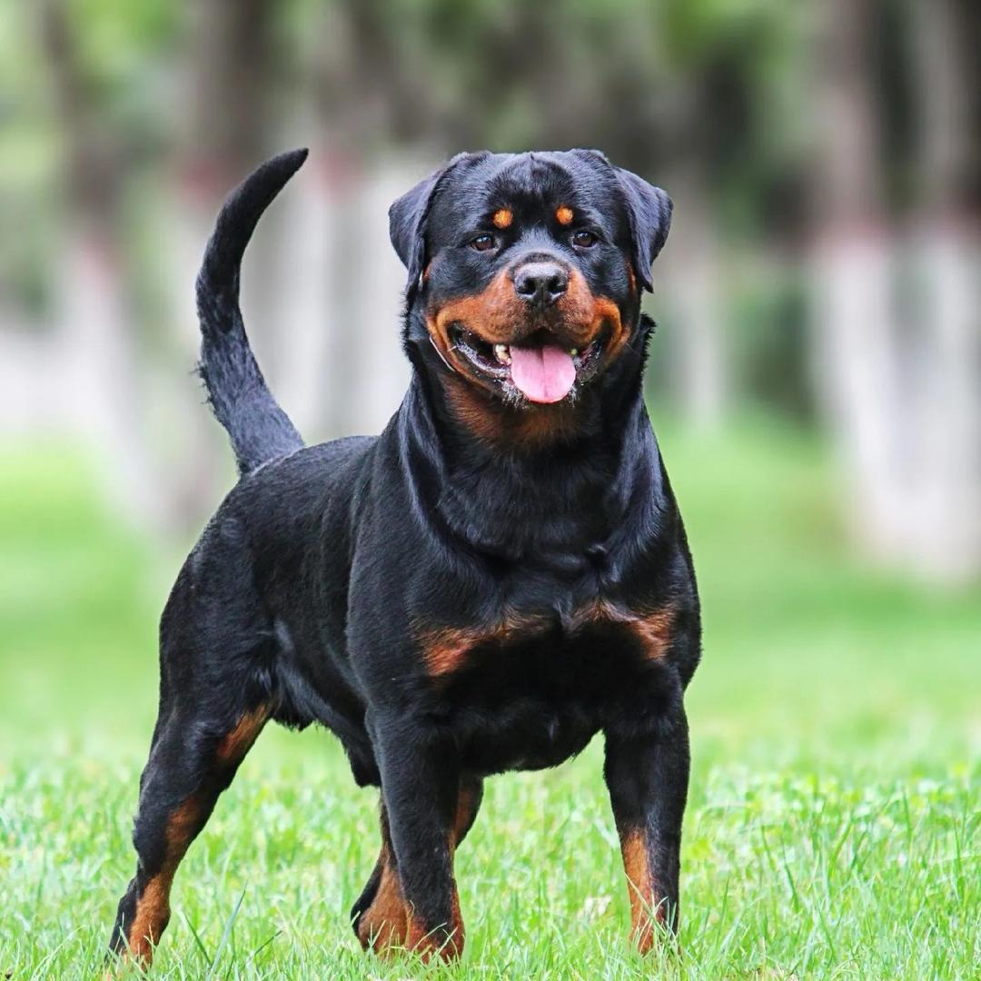 恒力犬舍。