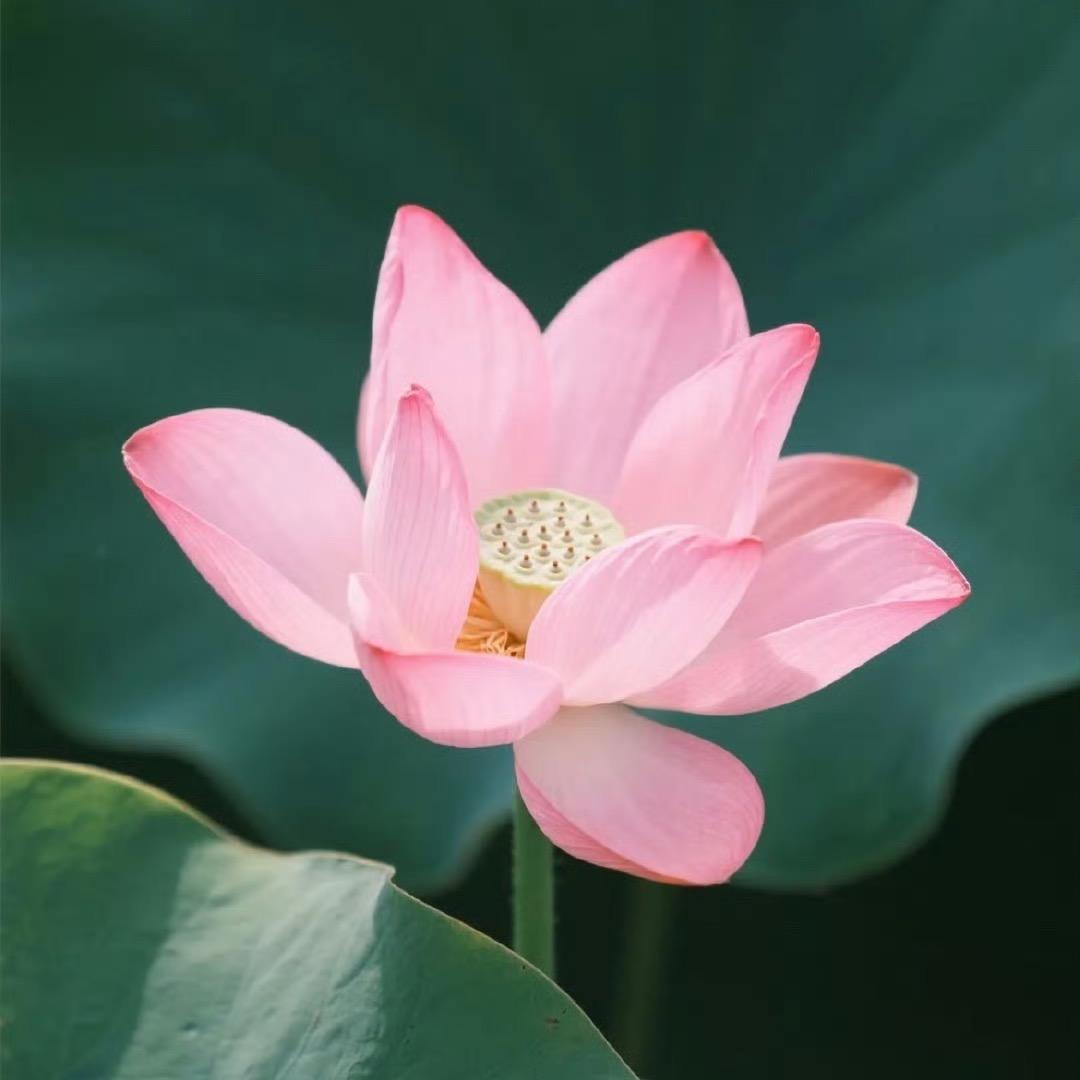 虔玉堂八段锦早早