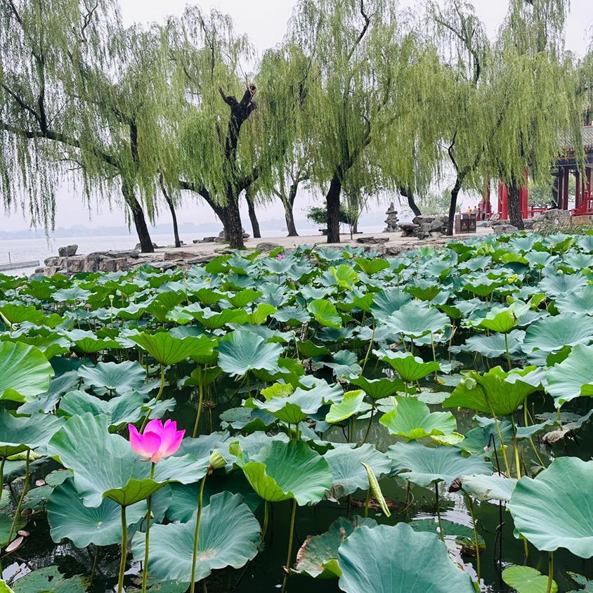 小向同学