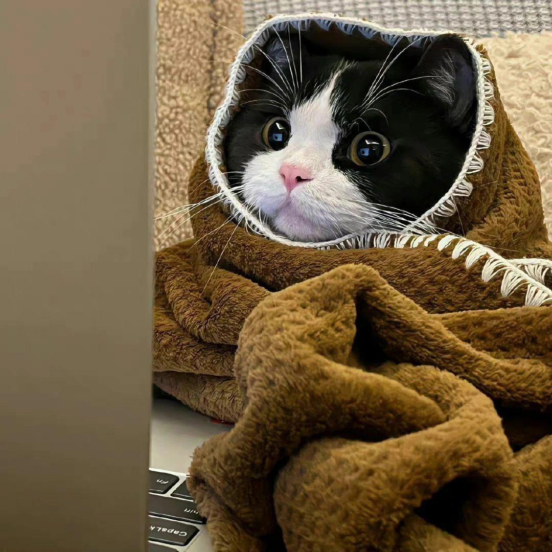 小羊喵🐈