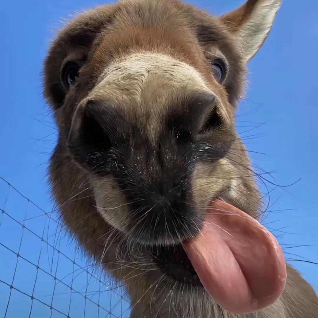 野生奥特曼驯化室第六分室