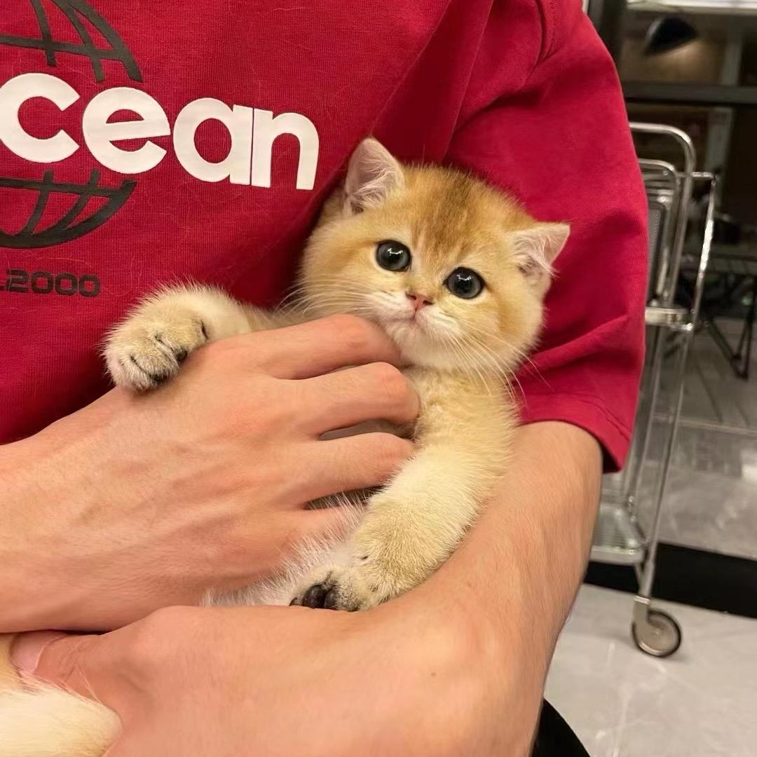 小郑的精品猫（深圳）