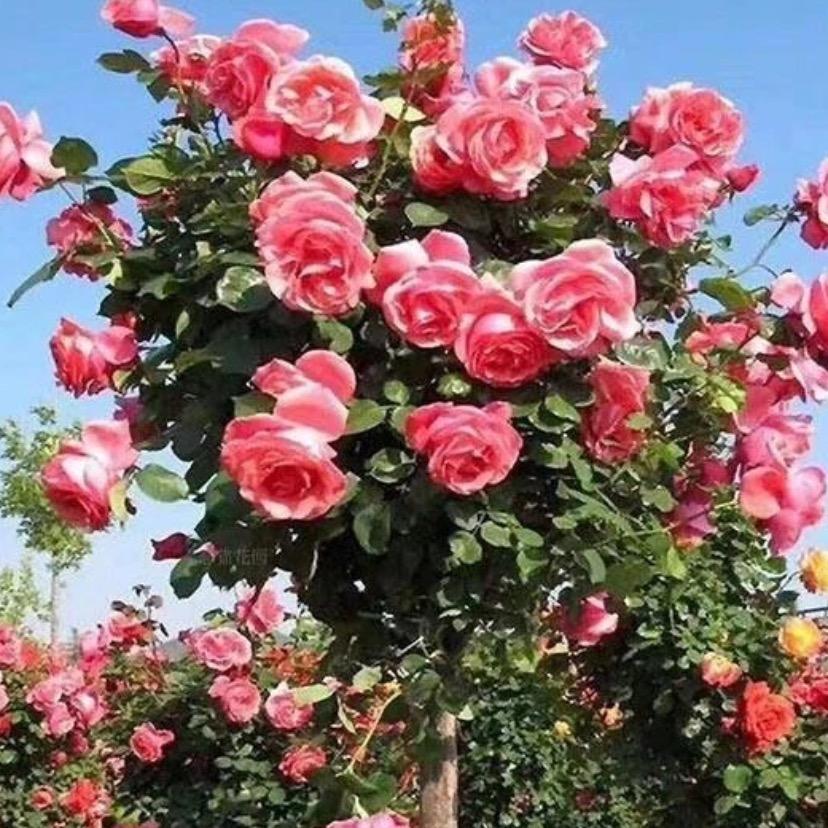 高老桩的玫瑰园