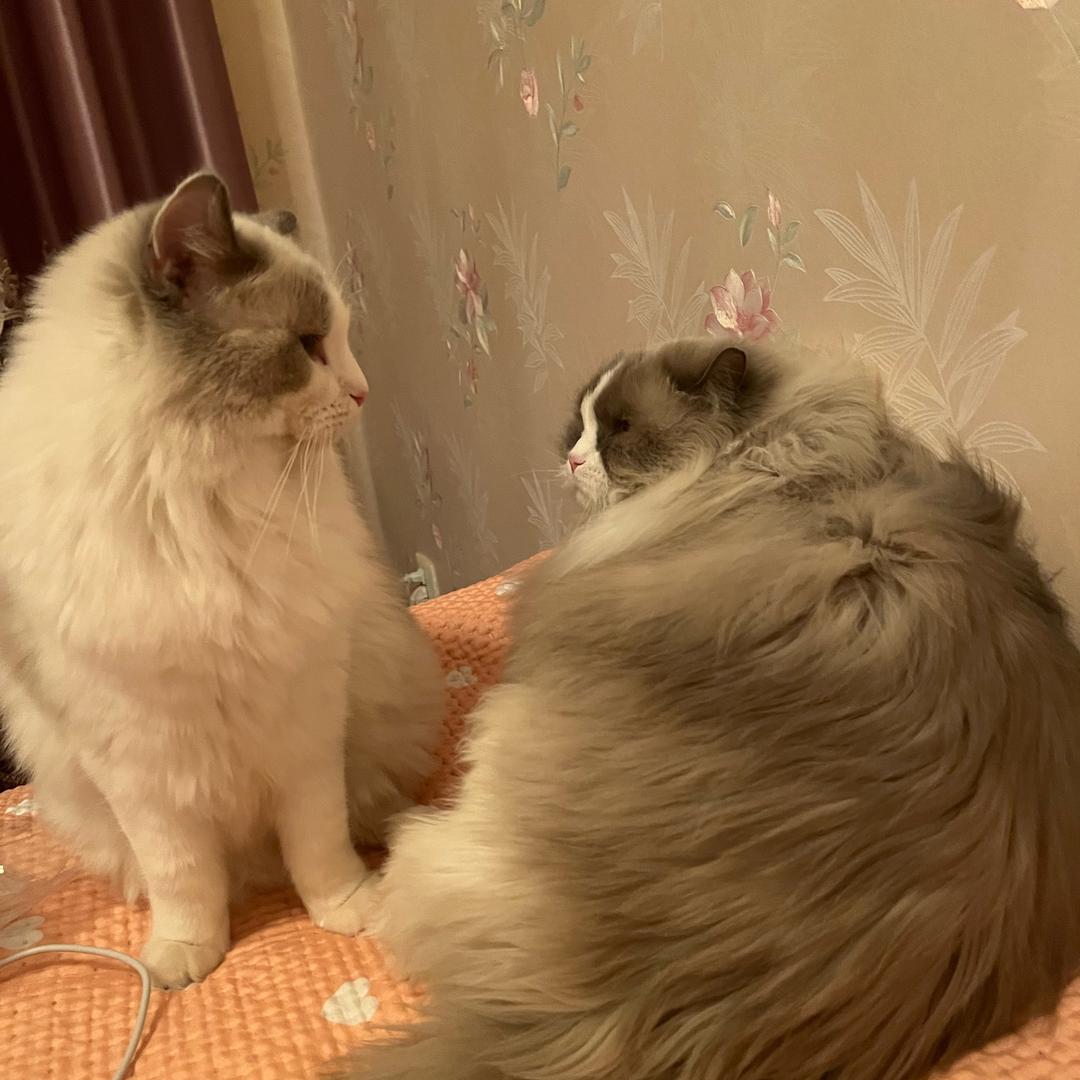 猫哥宠物（休息中）