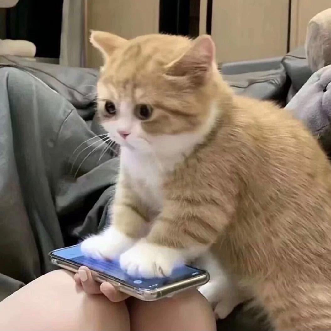 z鼠鼠（三角洲行动）