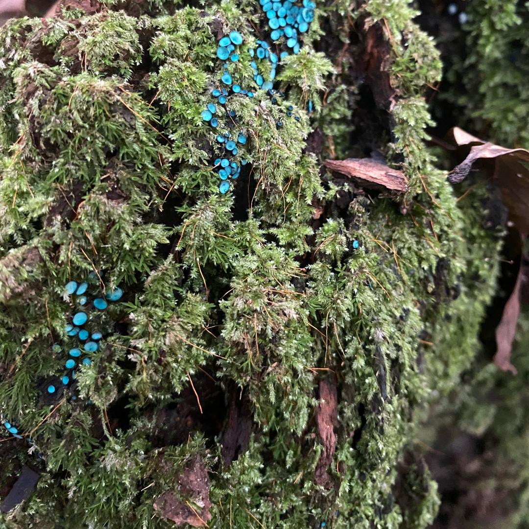 茶山老妖