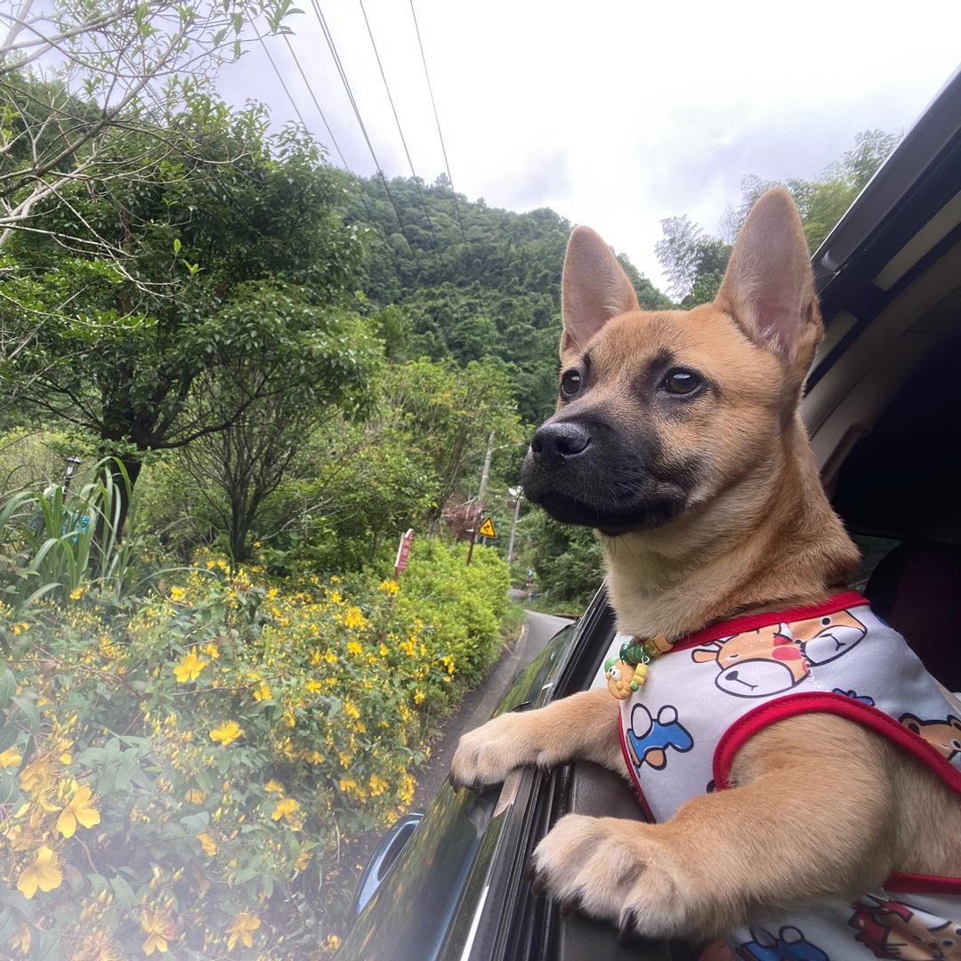 陈大大带着旺仔🐕和皮皮🐶