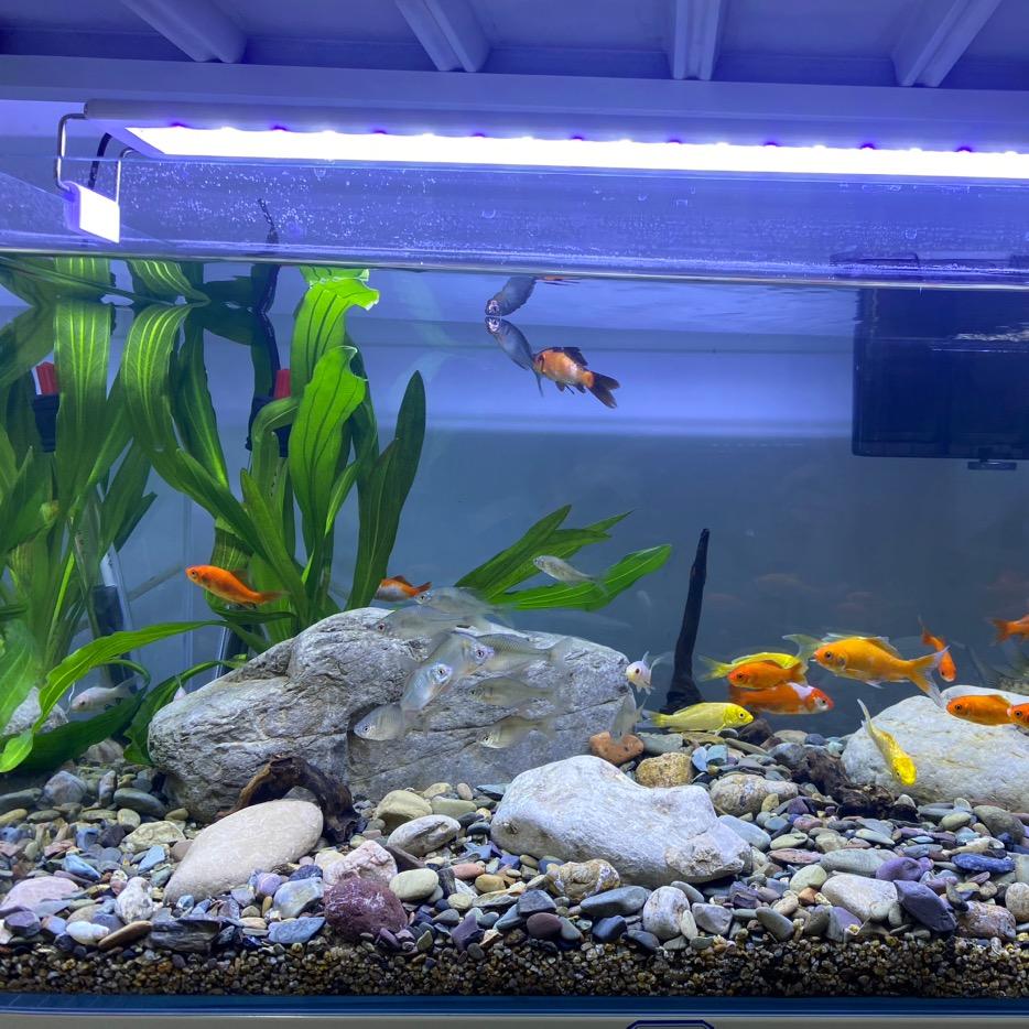 二姐的YEE超白玻璃鱼缸水族专场