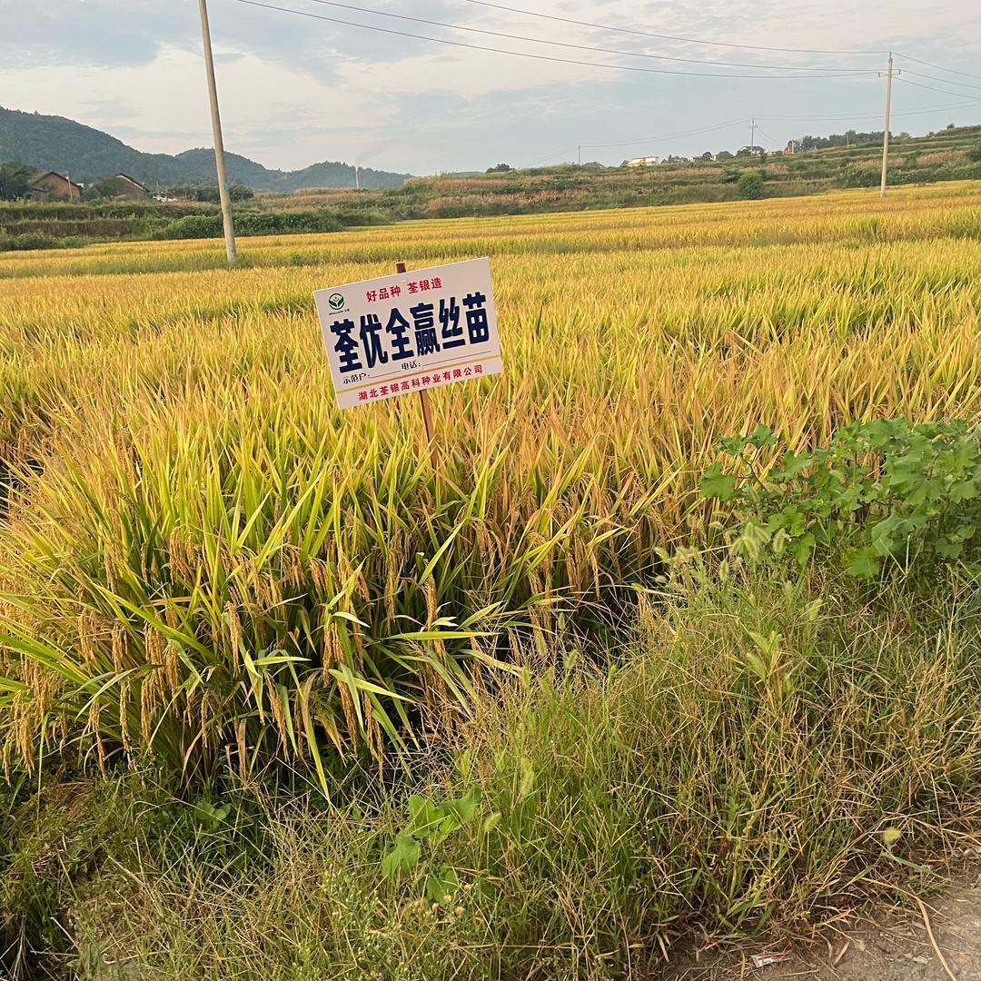 双坡秀才杨三三