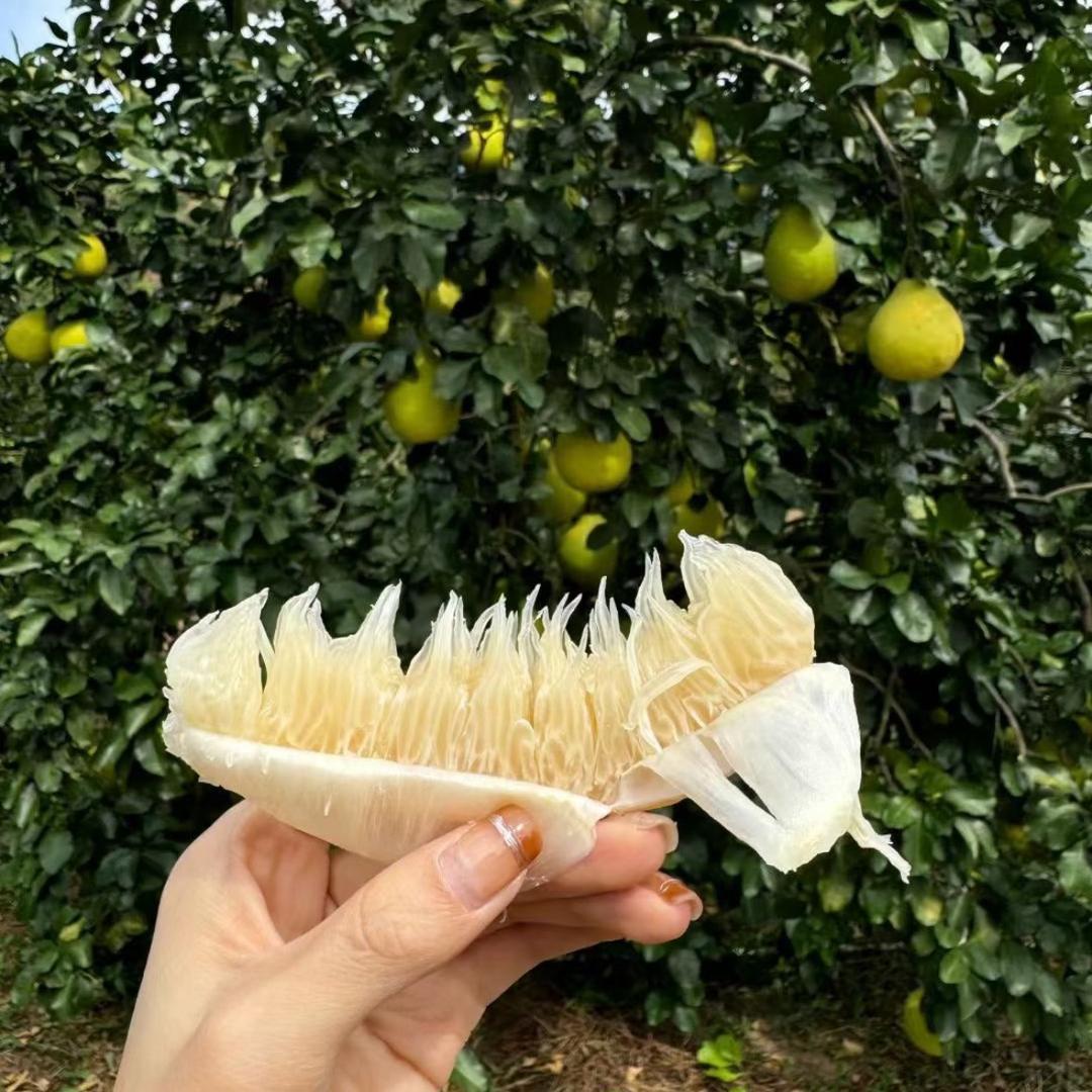 梅州桃尧特级沙田柚