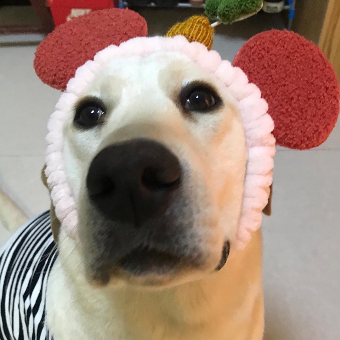 @刘大大❤️
